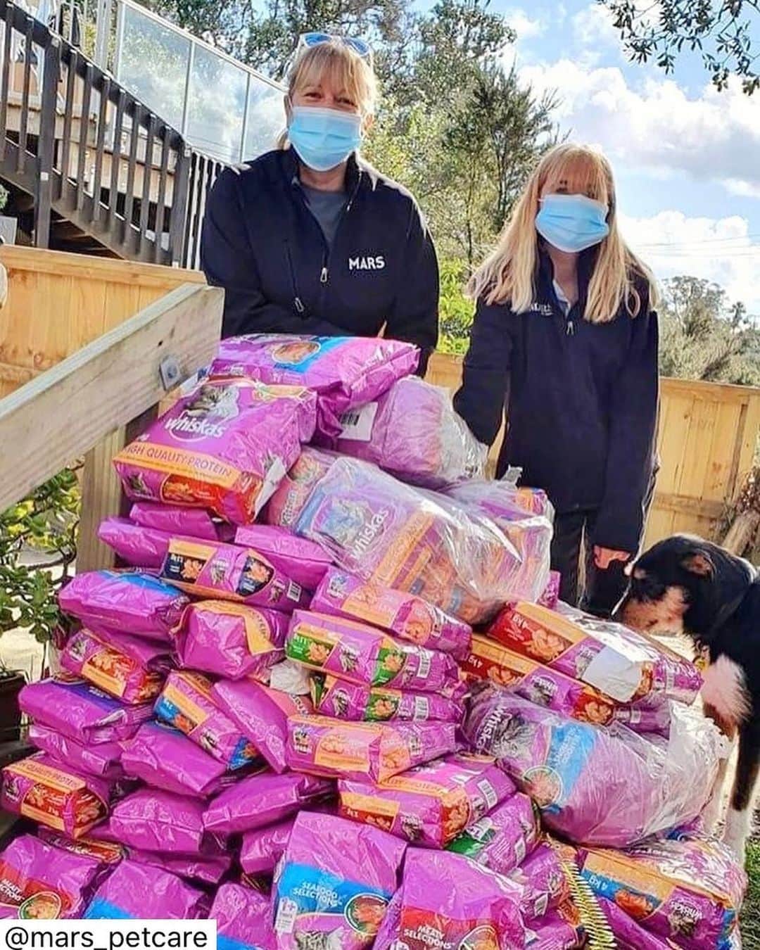 Marsのインスタグラム：「#repost @mars_petcare  Rachel Hessey, Territory Business Manager, Auckland, New Zealand - During the COVID lockdown in Auckland earlier this year, a number of animal charities ran out of cat food. There were posts on social media asking for any help they could get, but stock was limited in supermarkets and person to person contact was restricted at the time.   Fiona Laing, Inventory and Planning Analyst at Mars NZ, and I organized for pallets of damaged Whiskas cat food to be delivered to my own storage facility. Once it had arrived, Kim Dunnett-Smith (one of our wholesaler representatives), my daughter and I sorted through all the stock, resealing the damaged bags and making them ready for transport. We then used our own cars to deliver the food to some of the charities with the greatest need.   Previously, my daughter and I had raised funds for Gutter Kitties, Auckland’s largest no-kill cat rescue center. We attended cat shows to sell raffle tickets in our local community, with all the prizes donated from Mars. We’d also assisted in bake sales and sold cookies to raise funds for Gutter Kitties at a time when the charity had a $10,000 vets bill to pay. The bake sales would usually raise between $500-$600 and the raffles over $300.   I’ve enjoyed sharing this experience with my daughter, showing her how something small can make an incredible difference to so many. During a time of great uncertainty, I’m glad we were able to provide some certainty for the shelters, so they knew they’d able to feed and look after all the animals in their care, and hopefully find them loving homes.   As a veterinary nurse myself, I’ve seen the difference that good nutrition, a great home and a loving family can make to any animal. We have 3 cats of our own, Monsta (19), Teddy (4) and Griffin (6 months). Monsta and Teddy are both rescue cats and we adopted Teddy from Gutter Kitties. They could’ve had a much different life if they hadn’t been rescued by the shelters and then adopted by us. In the words of Winnie the Pooh: “sometimes the smallest things take up the most room in your heart” and, for us, that is our family of three ginger cats. #EndingPetHomelessness」