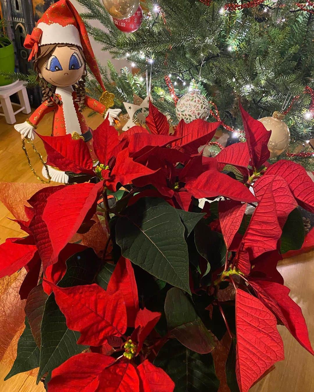 カロリナ・ロドリゲスのインスタグラム：「“Con cariño del cole Discípulas de Jesús, gracias 😊” Me ha hecho mucha ilusión que me hayáis hecho llegar esta flor de Pascua preciosa y me hayáis dejado este mensaje. He podido compartir esta mañana de forma virtual una charla con los alumnos de 3º,4º,5º y 6º de primaria a pesar de no estar cerca por la situación actual 😷 OJALÁ PUEDA VISITAROS PRONTO! @discipulasleon GRACIAS! ❤️」