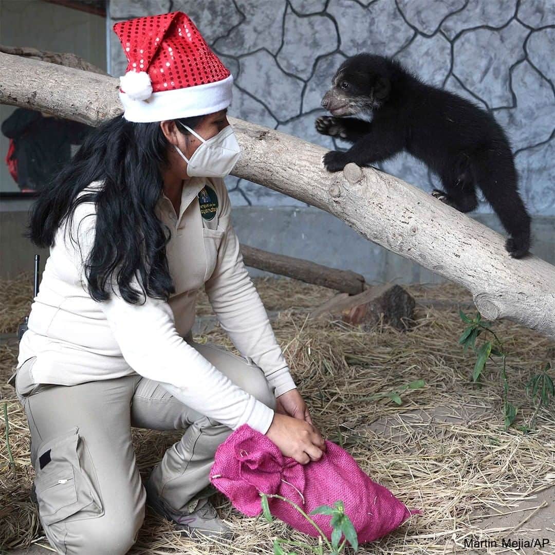 ABC Newsさんのインスタグラム写真 - (ABC NewsInstagram)「A two-month-old spectacled bear received some early Christmas presents at the Parque de las Leyendas Zoo in Peru. #bears #spectacledbear #zoo #christmas #holiday #animals #babyanimals #cuteanimals」12月10日 8時00分 - abcnews