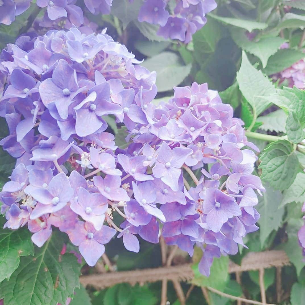 紫乃えみりのインスタグラム：「#花 #紫陽花 #紫陽花 #flowers」