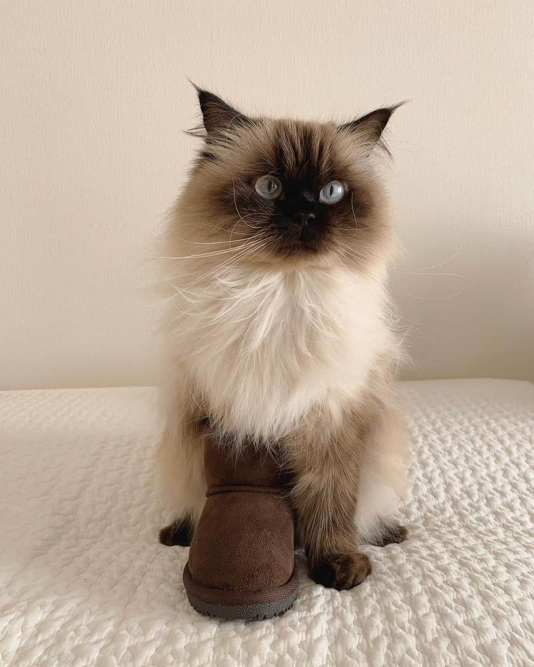 のインスタグラム：「新しいブーツを試着👢✨  ん🙃？お姉ちゃんブーツ in ブーツ　してるね👢👢  我が家の子供達は家の中でブーツを履いて過ごしております👧🏼💞👧🏻 (最後の動画見てほしい🥺👉) . . . . #プリュムのいる生活 #猫のいる暮らし  #ヒマラヤン  #赤ちゃんと猫  #もふもふ#ヒマラニャンズ #猫  #ねこ  #ペコねこ部#仲良し#姉妹#ブーツ#子供服　　#boots#iloveyou#bff#friends  #lol#funny#sisters#fluffycat#癒し#🐈 #고양이  #ilovecats  #himalayancat  #catsofinstagram  #catloversclub#bestmeow#weeklyfluff」