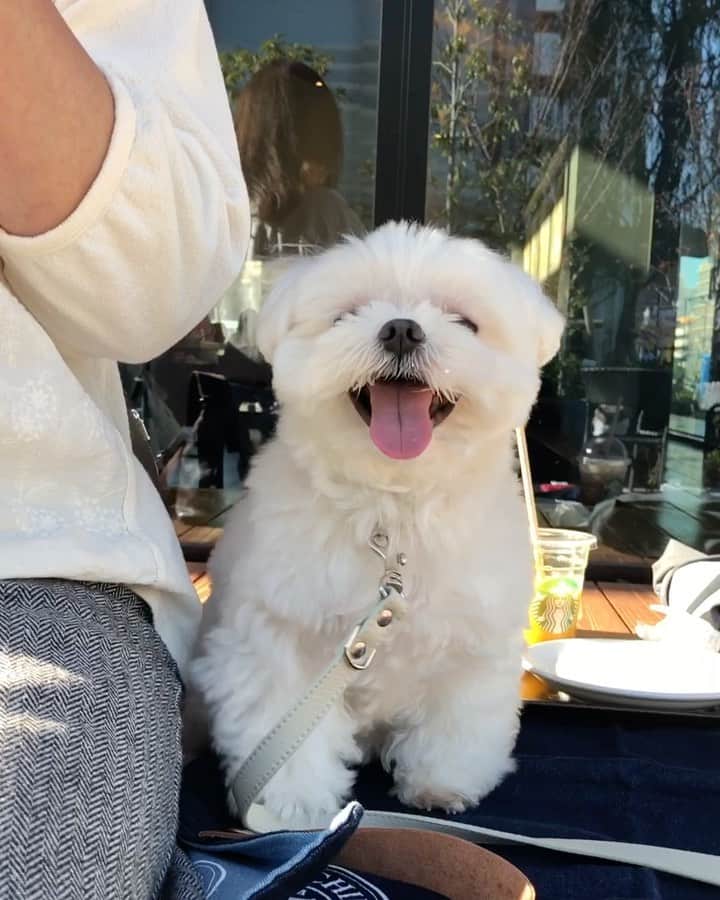 マルチーズ兄妹♡おかゆとおもちのグルメインスタ