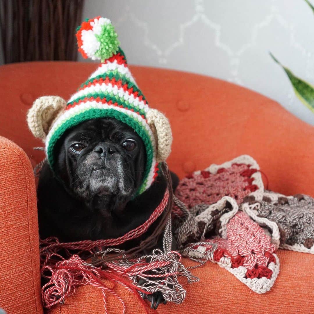 ロッコのインスタグラム：「Looks like grandma won’t be finishing your Christmas gift #PugOnTheShelf . Rerun but new pics will be coming soon 😊 . #Ohmyweldon #elfontheshelf #pug #puglife #pugstagram #pugsofinstagram #dogsofinstagram #weeklyfluff #theweekoninstagram #austindogs #dogsofbark #teampixel #atx #buzzfeedanimals #speakpug」