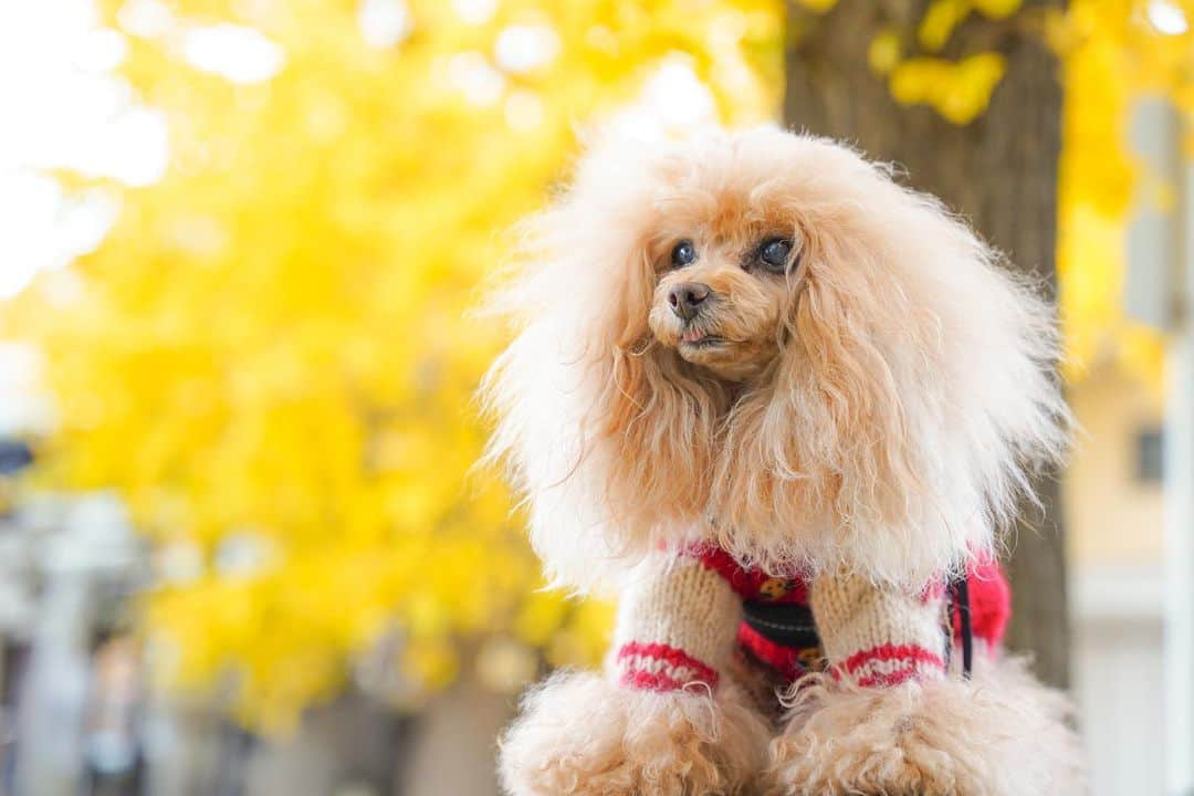 Toypoodle Mikuru?Asakusa Tokyoのインスタグラム：「20201210 Thursday . Good morning ! Friends 🥰  カメラ目線なし。 舌チラ見せ👅 あざとさ120%  月曜日に旅行から帰ってきて 怒涛の日々が続く...  第二の実家( @namecomummy )に住みたいなぁ 綺麗な空気と水で、みきゅるんも元気いっぱいだったし 余生はゆっくり、湯沢温泉か秩父あたりに居を構えるのもいいかもしれない☺️  取り敢えず目先の現実(仕事)をやっつけなけばねぇ😰  #銀杏 #あざとい犬 #sigma2470mmf28art」