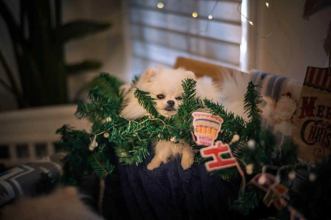 ポテチンさんのインスタグラム写真 - (ポテチンInstagram)「12月になってすぐ、リリたん家でクリスマス& ポンちゃんのお誕生日パーティー🎉でしたぢょ〜 ご馳走いっぱい、用意してくれた皆さんありがとうございましたぢょ〜」12月10日 9時11分 - pom.potechin