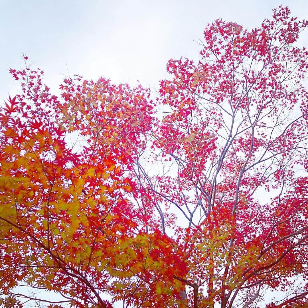 榊山敬代のインスタグラム：「🍁🍁🍁🍁🍁🍁🍁🍁… . 住まいのエントランスを でましたら真っ赤な世界  この日は寒く曇っていて 白い冷たいキャンパスへ 切なく燃える真っ赤な色  今年は近所で紅葉狩の巻 ・  ・ ・ ・  #おはようございます #goodmorning  #曇り #Sky #cloudy #楓 #Maple #紅葉 #🍁 #🍂 #red #心 #heart #最高 #view #beautiful #日本画家 の #外出こんなもん #気分転換 #運動不足　#秋 #日本の美」