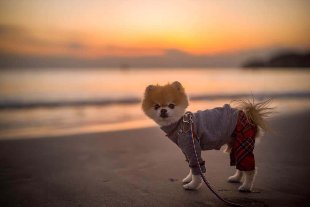 ポテチンさんのインスタグラム写真 - (ポテチンInstagram)「リリたん家が素敵すぎで写真いっぱいですぢょ〜 夕日が見える浜に徒歩1分も羨ましいですぢょね。 Last photo by @tagubon」12月10日 9時21分 - pom.potechin