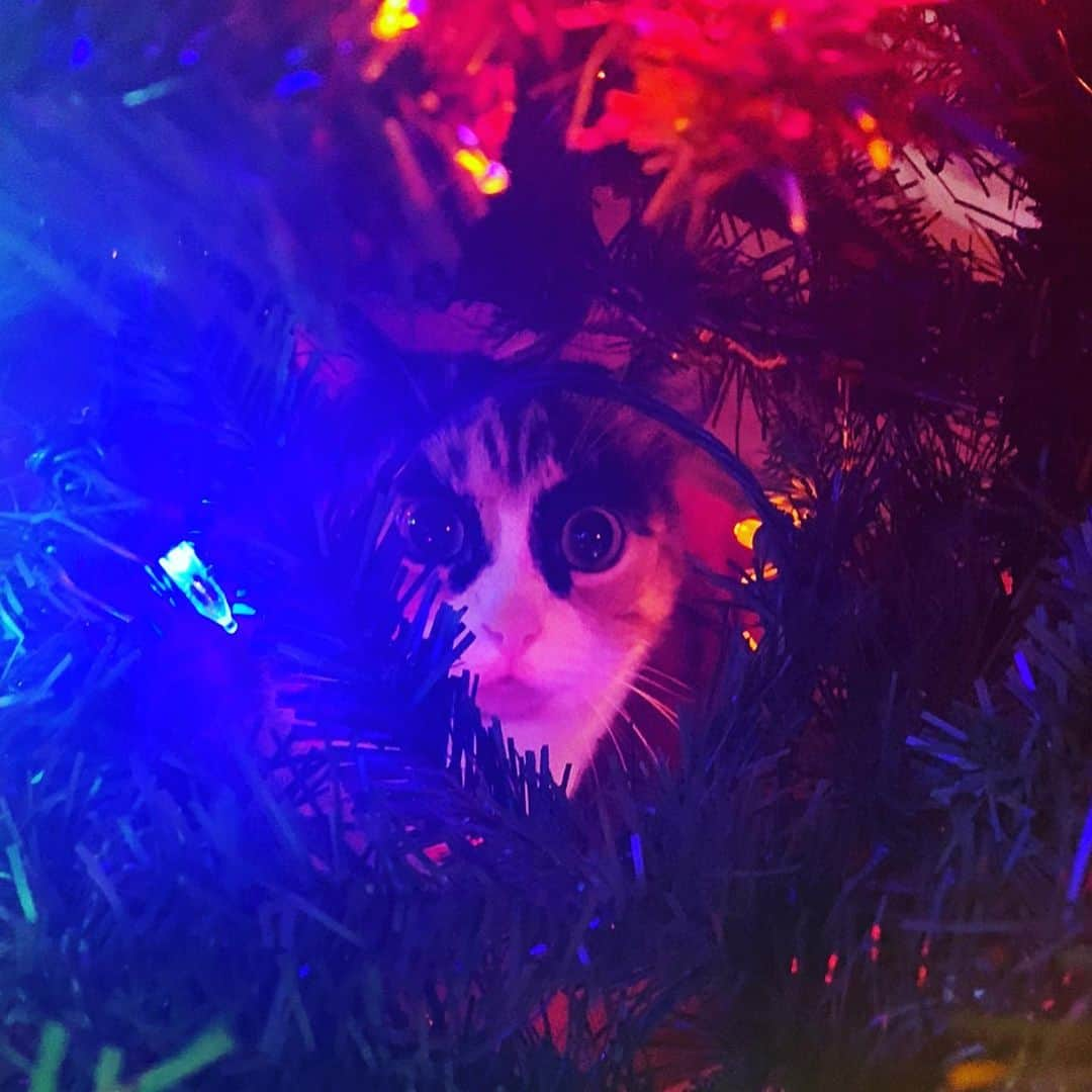 リリーさんのインスタグラム写真 - (リリーInstagram)「Swipe for a Christmas light delight!⏩  . . . #lillycrazyeyes #mood #catsofinstagram #9gag #calico #instacat #meowstagram #meow #meowdel #instacalico #calico #christmasdecor #christmaslights #crazyeyes #sassy #notimpressed #eyes #christmas #christmastree #meowdel #lights #christmas2020」12月10日 9時16分 - lilly_crazyeyes