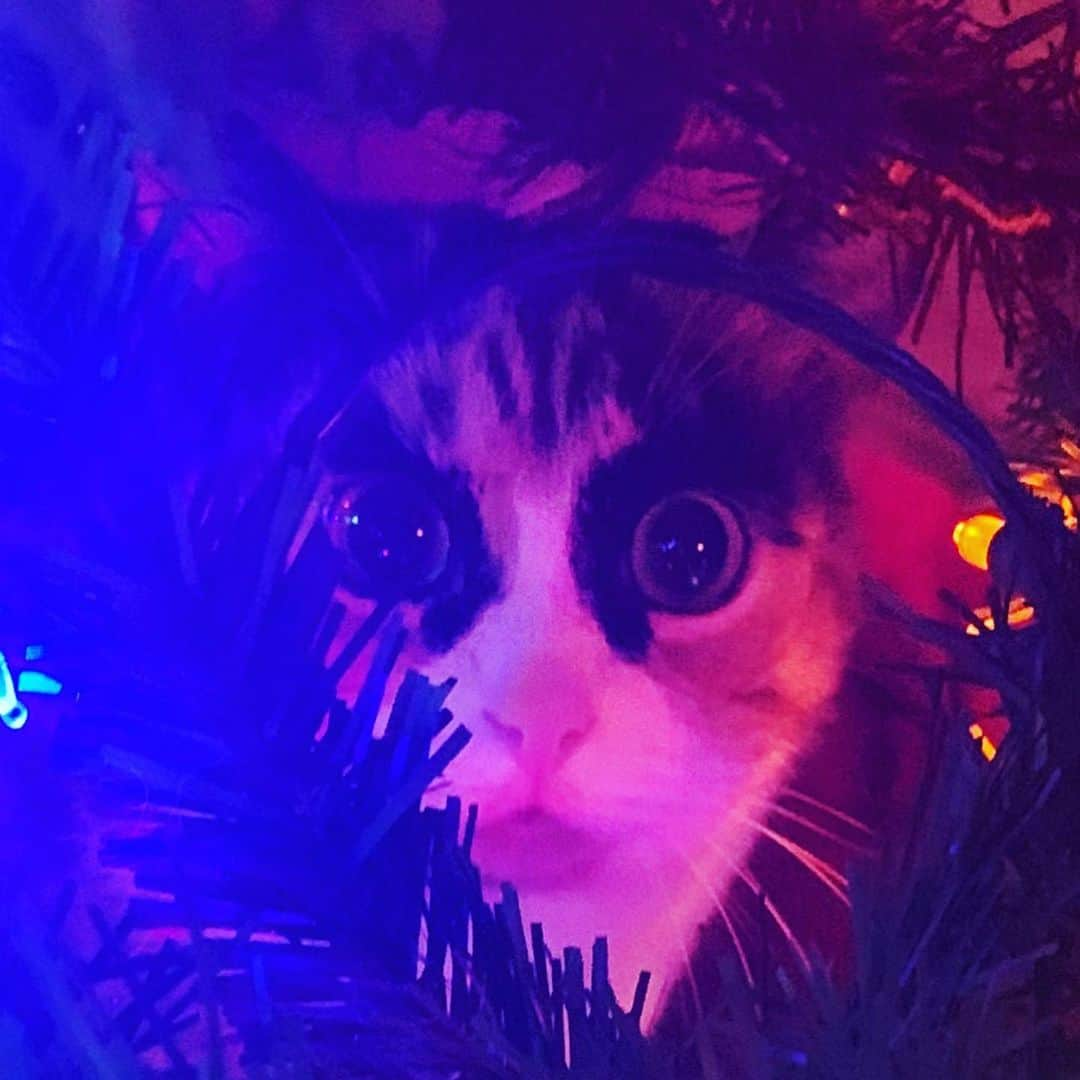 リリーさんのインスタグラム写真 - (リリーInstagram)「Swipe for a Christmas light delight!⏩  . . . #lillycrazyeyes #mood #catsofinstagram #9gag #calico #instacat #meowstagram #meow #meowdel #instacalico #calico #christmasdecor #christmaslights #crazyeyes #sassy #notimpressed #eyes #christmas #christmastree #meowdel #lights #christmas2020」12月10日 9時16分 - lilly_crazyeyes