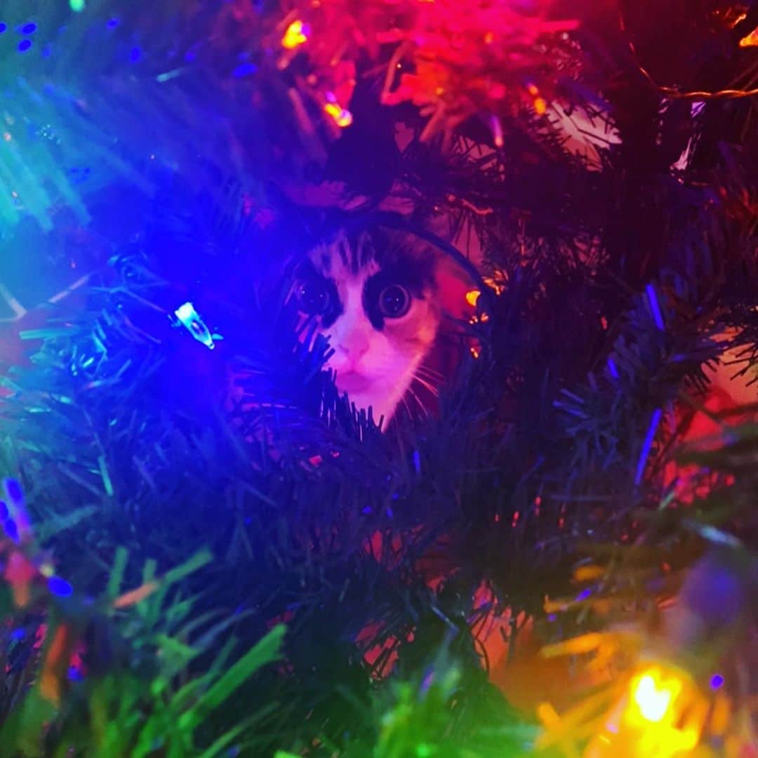 のインスタグラム：「Swipe for a Christmas light delight!⏩  . . . #lillycrazyeyes #mood #catsofinstagram #9gag #calico #instacat #meowstagram #meow #meowdel #instacalico #calico #christmasdecor #christmaslights #crazyeyes #sassy #notimpressed #eyes #christmas #christmastree #meowdel #lights #christmas2020」