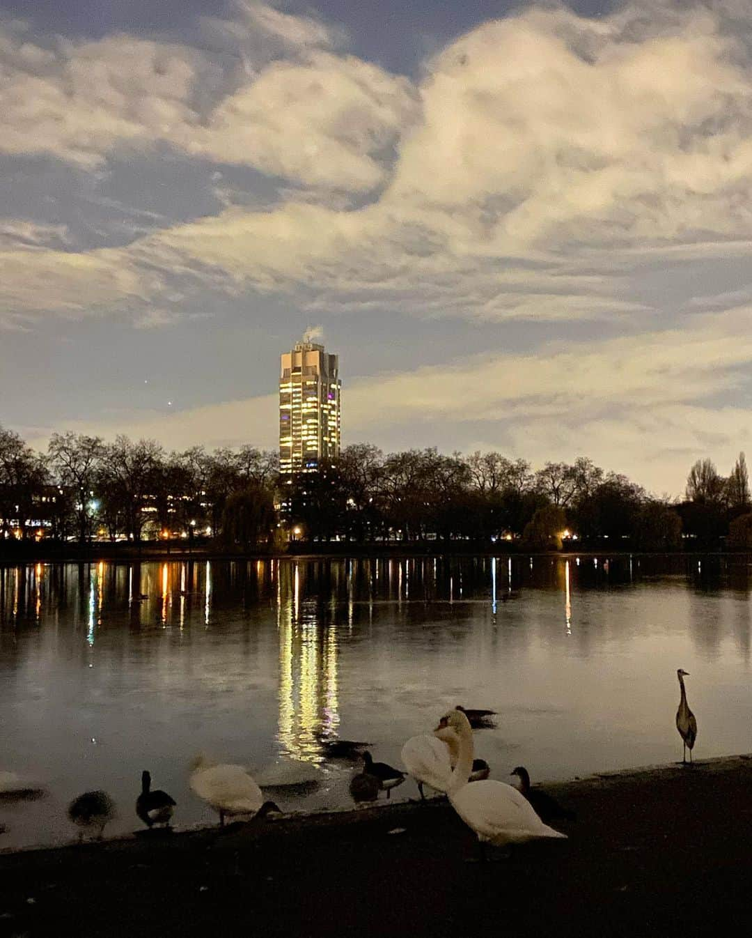 ミッチェル・コリンズさんのインスタグラム写真 - (ミッチェル・コリンズInstagram)「Thought I’d find out what all the geese and swans do after the sun goes down and to my surprise these mothafuckas still honkin. 🎷🦢」12月10日 9時27分 - michcoll