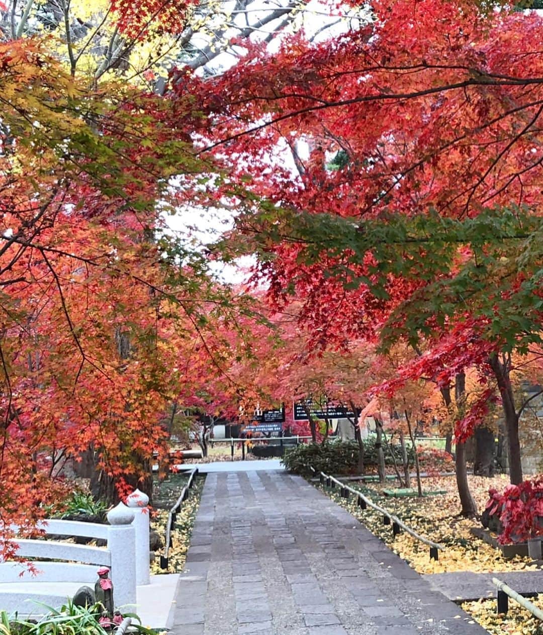 逸見太郎のインスタグラム：「色づく木々🍁  #散歩道#紅葉#参道#autumnleaves  #neighborhood#tokyo」