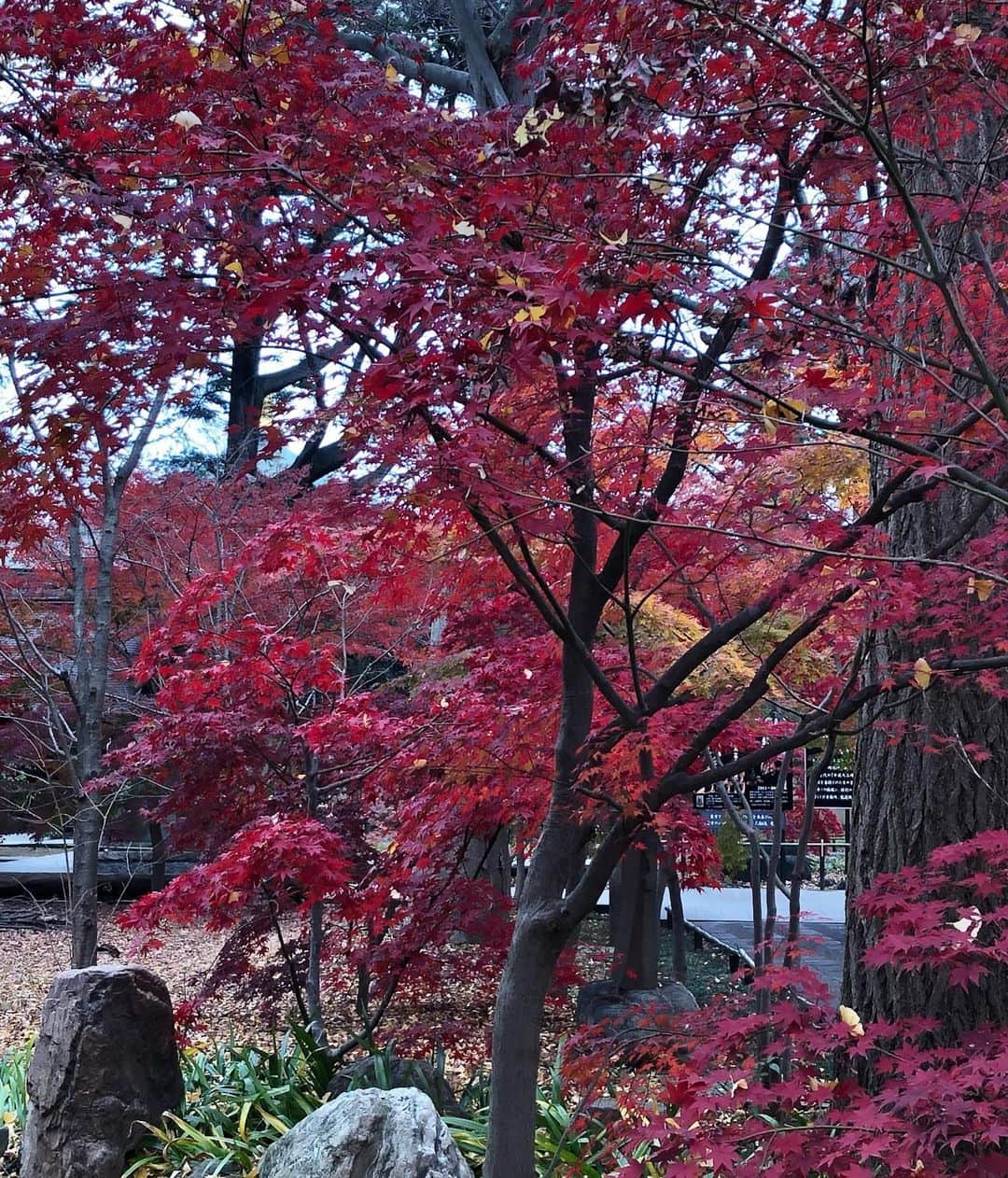 逸見太郎さんのインスタグラム写真 - (逸見太郎Instagram)「色づく木々🍁  #散歩道#紅葉#参道#autumnleaves  #neighborhood#tokyo」12月10日 9時55分 - taro_itsumi