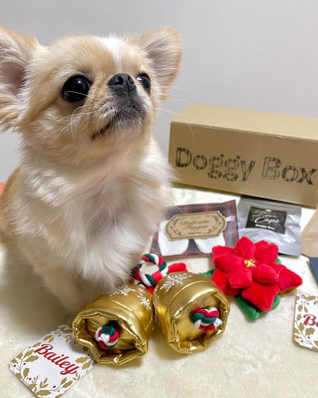 下平夏奈さんのインスタグラム写真 - (下平夏奈Instagram)「楽しみにしていた 今月のDoggy Boxが ピノの元へ届きました🎄🎁 (@doggybox_jp )  X'masの可愛いおもちゃと おやつが沢山入っていました♪  一足早い X'masプレゼント 嬉しいね〜♪  #doggy #doggybox #doglife  #ドギーボックス #サプライズ #クリスマスプレゼント #クリスマスギフト #ギフトボックス #定期便 #犬用 #犬用おもちゃ #ペキチワ #犬との暮らし #pr」12月10日 10時04分 - kana0412.sss