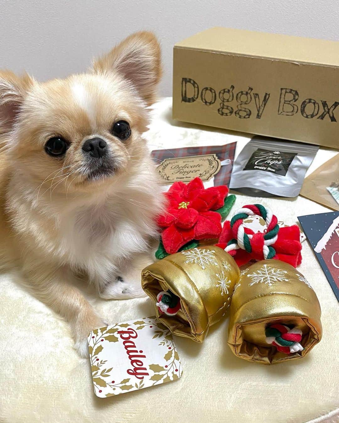 下平夏奈さんのインスタグラム写真 - (下平夏奈Instagram)「楽しみにしていた 今月のDoggy Boxが ピノの元へ届きました🎄🎁 (@doggybox_jp )  X'masの可愛いおもちゃと おやつが沢山入っていました♪  一足早い X'masプレゼント 嬉しいね〜♪  #doggy #doggybox #doglife  #ドギーボックス #サプライズ #クリスマスプレゼント #クリスマスギフト #ギフトボックス #定期便 #犬用 #犬用おもちゃ #ペキチワ #犬との暮らし #pr」12月10日 10時04分 - kana0412.sss