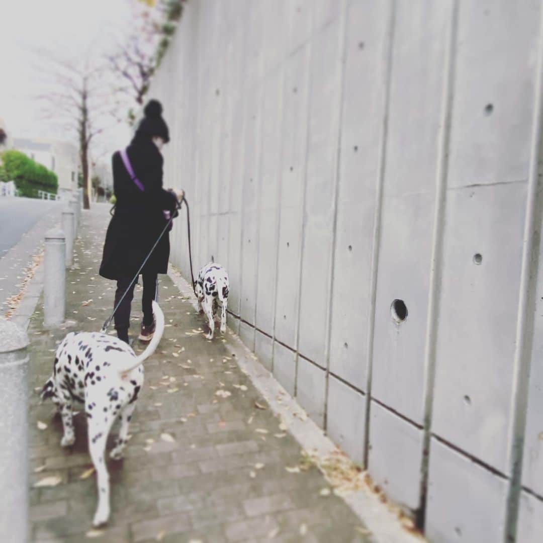 高岡早紀 さんのインスタグラム写真 - (高岡早紀 Instagram)「おはよ。 今朝はとっても冷えてる。 暖かくしてね。  #朝散歩」12月10日 9時57分 - saki_takaoka
