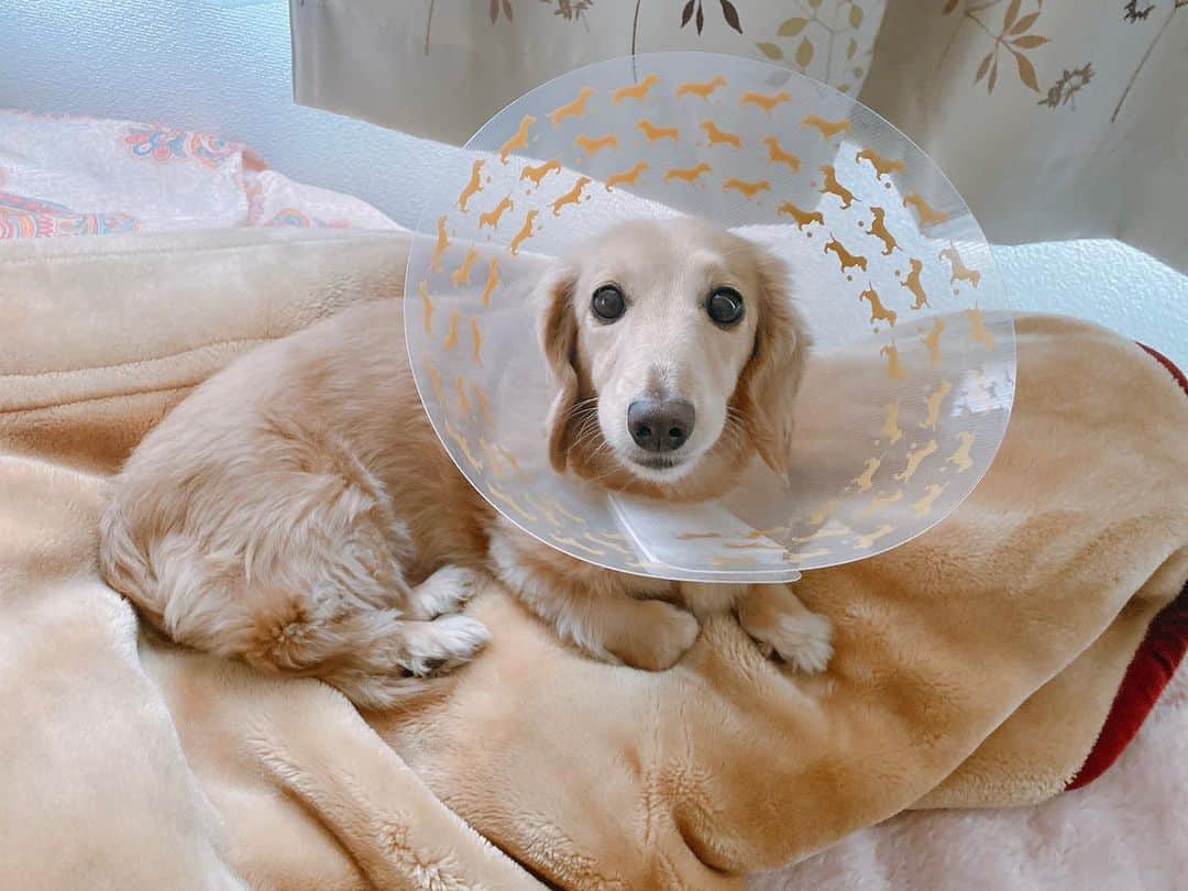 菅長愛子のインスタグラム：「🐶💉🏥  🐶愛犬(らぶ♀10歳)ミニチュアダックス  らぶちゃん🐶  足の肉球がパンパンに腫れてしまって、慌てて翌日に病院へ。 菌が入ってしまったか、アレルギー反応かとの事でした。 その日に注射を打ってもらったらすぐに膿が出てきて腫れが、引きました😢  それから1週間は抗生剤を飲んで様子見で、、傷口舐めないようにカラーを3日間くらいつけての生活。つらい思いさせてごめんね🙏  今はとっても良くなりました♪ 明日もう一度、病院へ行って終了予定です！ また起きないように注意しないと😠！  ダックス模様のカラーが可愛かった。 らぶがカラーを思いのほか気に入っていたので写真残しておきます🤳🐶  #犬のいる暮らし #ミニチュアダックス #ミニチュアダックスフンド #犬のいる生活 #犬好きな人と繋がりたい #いぬすたぐらむ #いぬのきもち #わんすたぐらむ #わんこのいる生活 #らぶ #🐶 #dogstagram #dog #dogs #doglover #family #love #diet #ダイエット #ダイエット仲間募集」