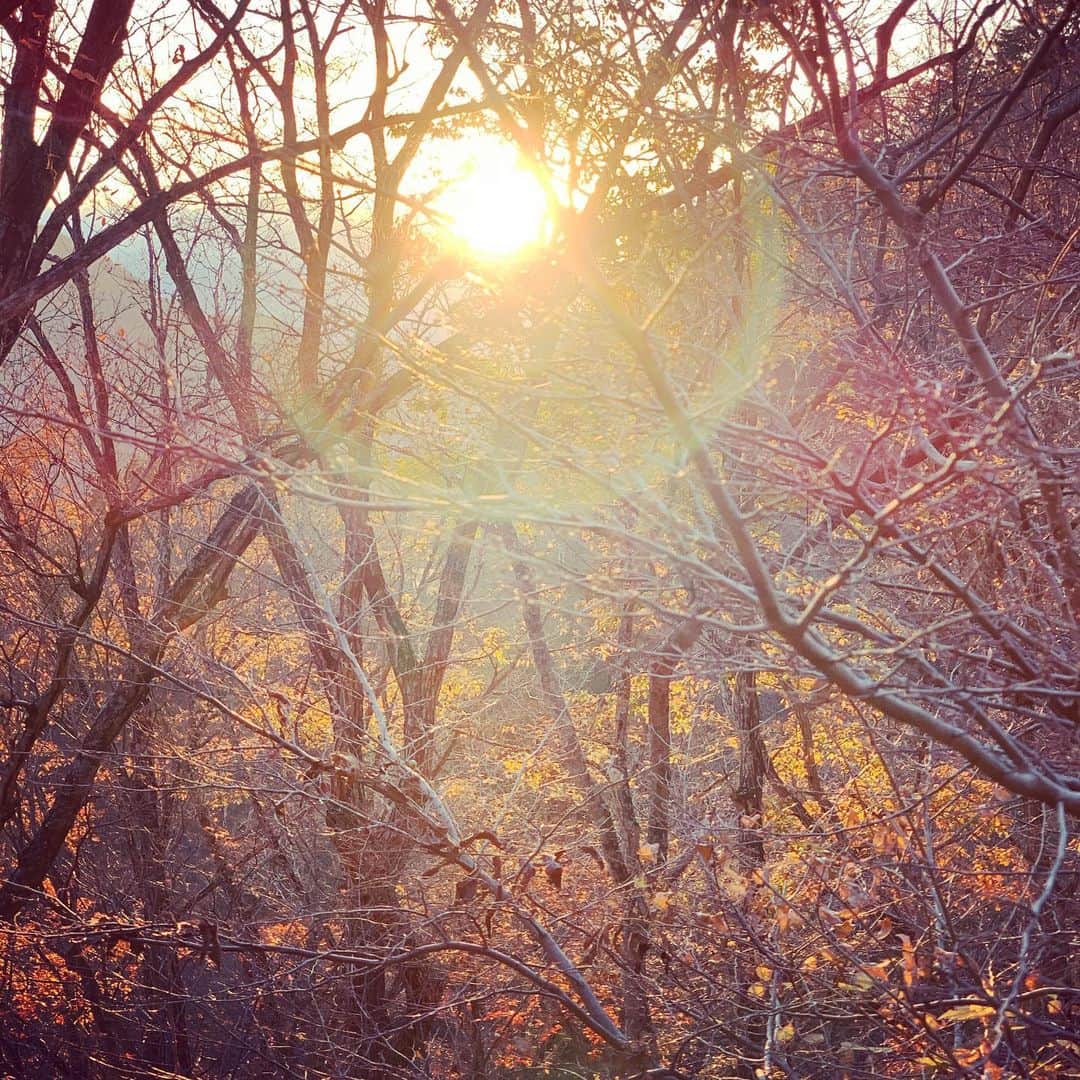 松田美由紀のインスタグラム：「夕日の木漏れ日が、頬っぺたを染めた。」