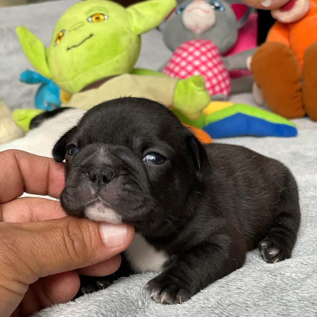 Regeneratti&Oliveira Kennelのインスタグラム：「Too cute for this world. #frenchie #frenchies1 #jmarcoz #blackfrenchie」