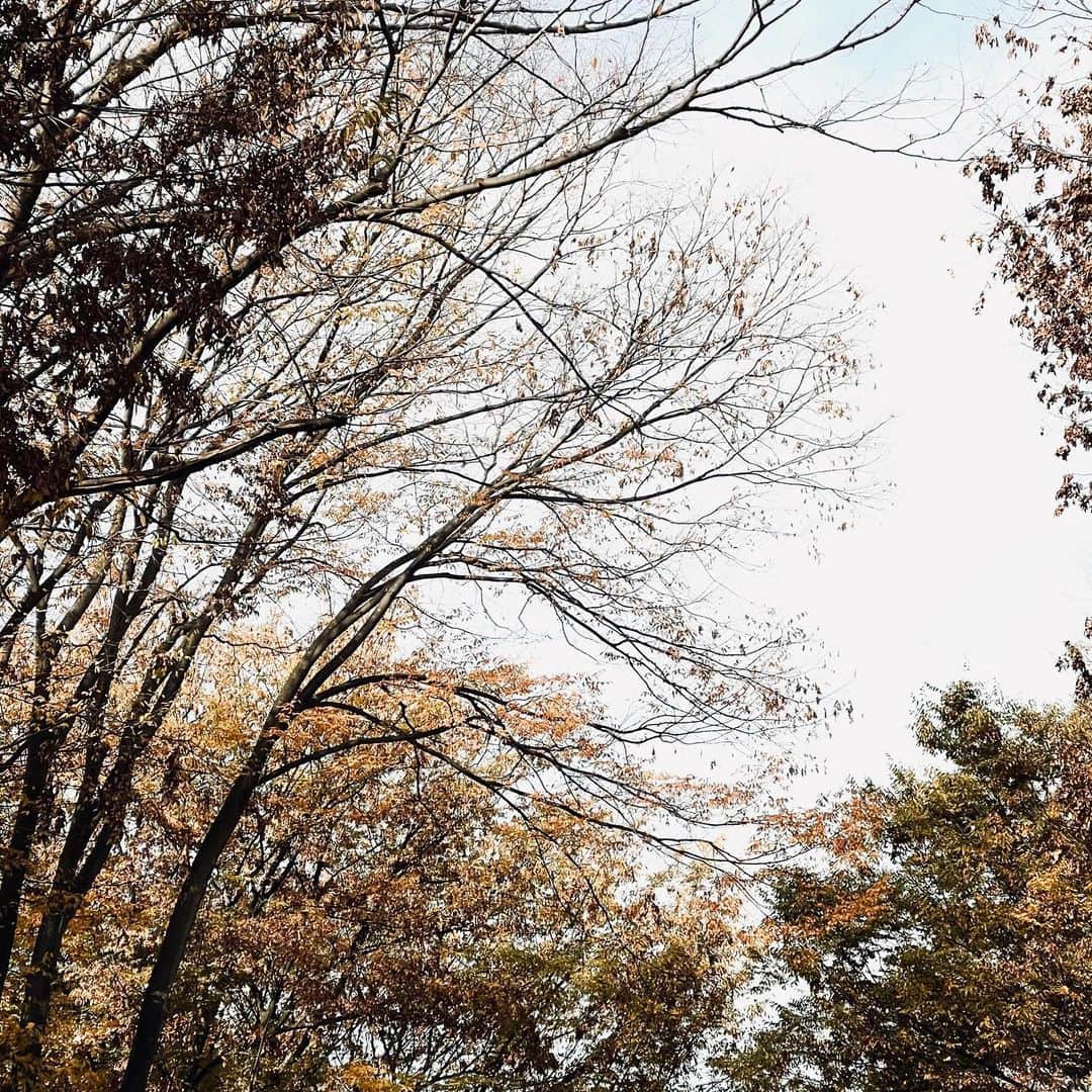 片山正通さんのインスタグラム写真 - (片山正通Instagram)「この頃の木の表情が好きです。@ 表参道 I like the look of trees around this time of the year.  @ Omotesando」12月10日 10時29分 - masamichi_katayama