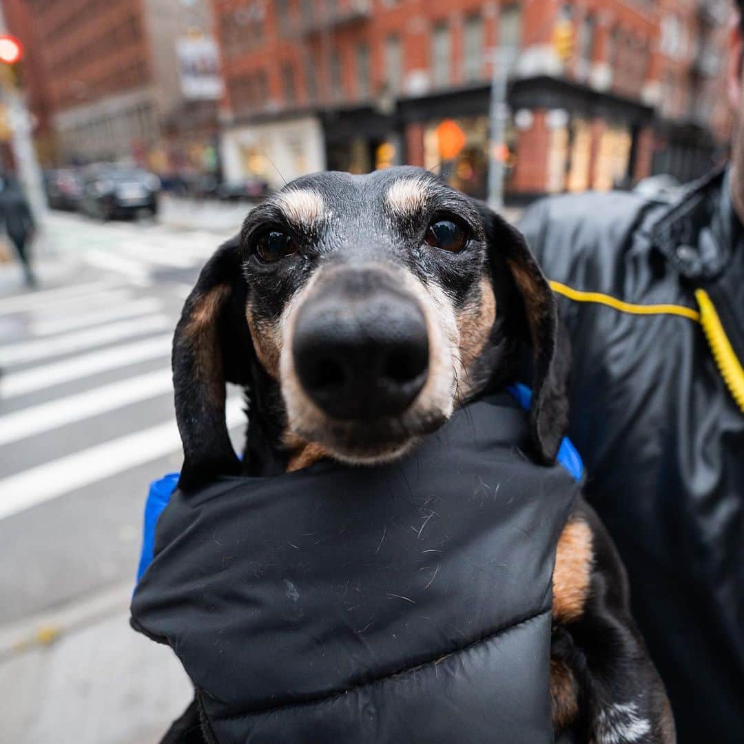 The Dogistさんのインスタグラム写真 - (The DogistInstagram)「Isabella, Dachshund (11 y/o), Prince & Lafayette St., New York, NY • “She’s hangin’ in there. She’s very well taken care of. Her 6th disc got inflamed and she wasn’t able to walk and put on ten pounds. My fault was letting her run up and down the stairs for years. She was having fun at it. She froze up last Thanksgiving and I had to take her to the vet.”」12月10日 10時35分 - thedogist