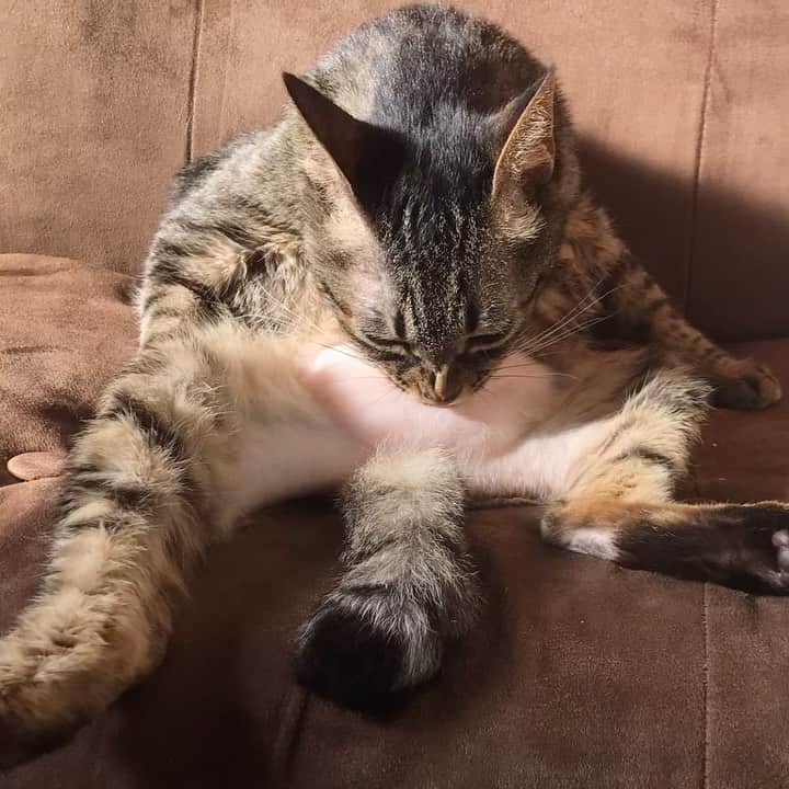 小嶋晶子のインスタグラム：「Lick lick lick lick♡ 🐈🐾 #cat #cats #browntabby #catsofinstagram #catstagram #neko #nekostagram #ねこ #ねこ部 #ねこすたぐらむ #きじとら #きじとらねこ #きじとら女子 #きじとら部 #ネコ #ネコ部  #キジトラ #キジトラネコ #キジトラ部 #かぎしっぽ #かぎしっぽ猫部 #カギしっぽ #カギしっぽ猫 #お腹ハゲてる #足の裏もハゲてる」