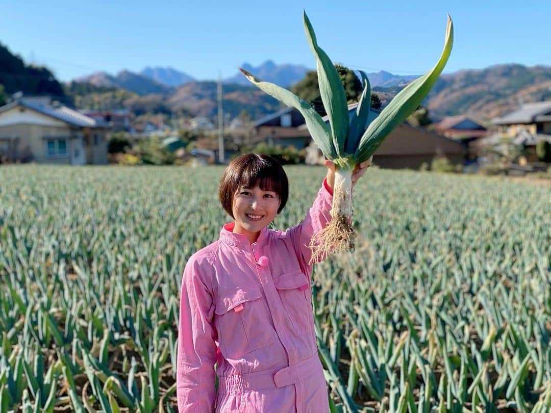 永尾亜子のインスタグラム：「. 昨日の#バイキングMORE 今が旬の#下仁田ネギ を収穫してきました！ 長崎のスーパーではあまり売られていなかったので今回初めて食べたのですが、焼くと甘くてとろっとろでとても美味しかったです！ 番組では、この下仁田ネギを使った「フラメンカエッグ」というスペイン料理を紹介しました。(また写真を撮り忘れました。)詳しいレシピはバイキングMOREの公式ホームページに掲載していますのでチェックしてみてください。」