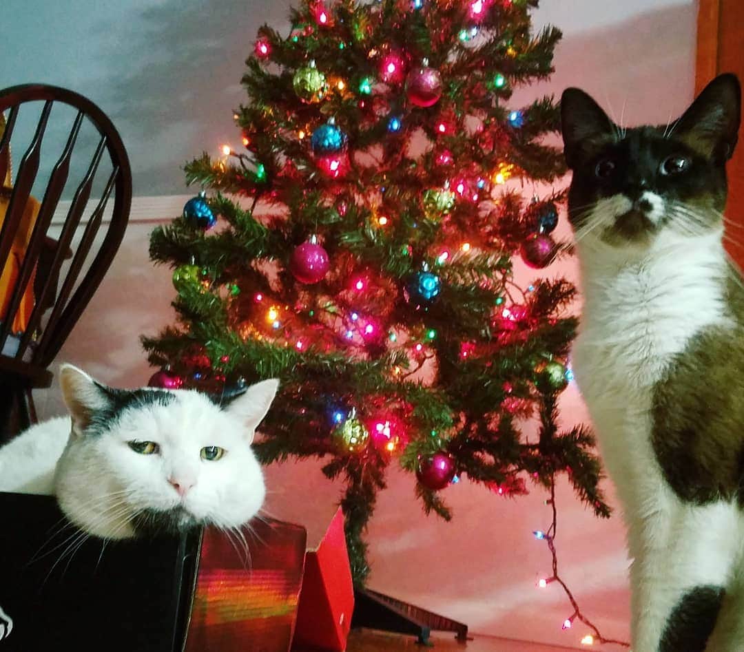 Garyのインスタグラム：「Gary Christmas to everyone but those that can't accept the results of an election #electionshaveconsequencesmotherfuckers Photo by dad」