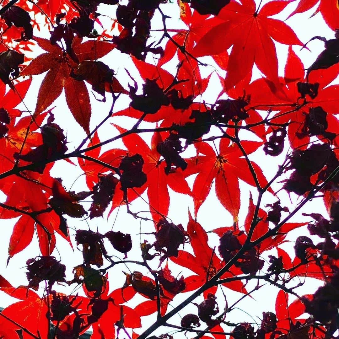 江口寿史さんのインスタグラム写真 - (江口寿史Instagram)「冬の色合い。」12月10日 11時50分 - egutihisasi