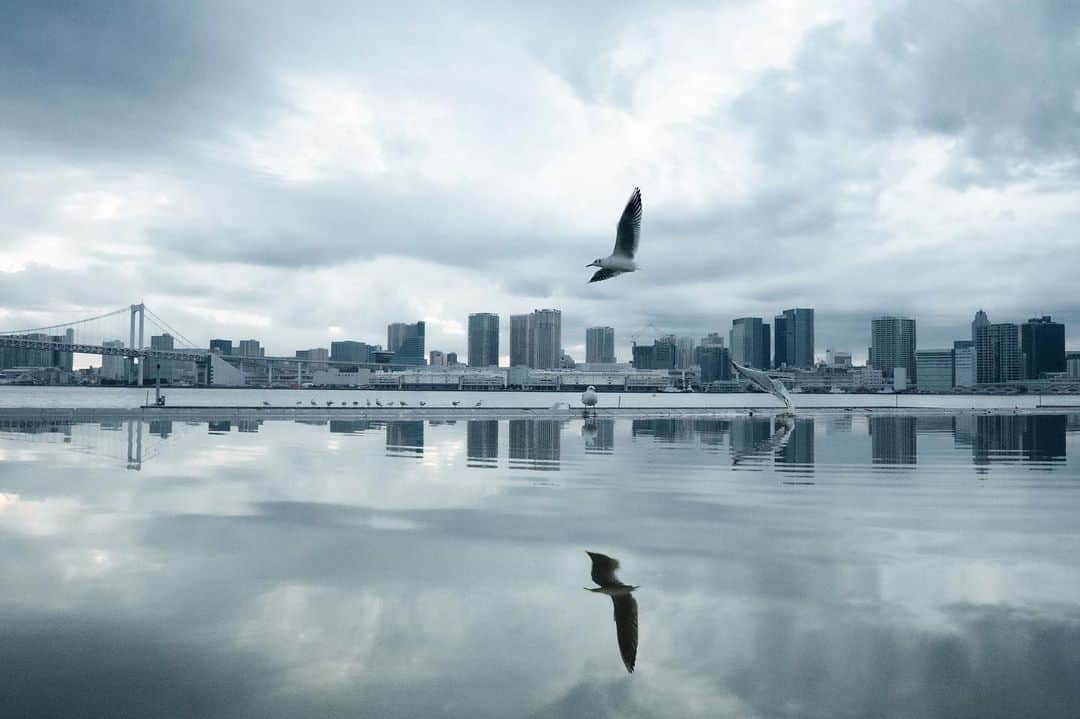 _msy_tさんのインスタグラム写真 - (_msy_tInstagram)「Harumi Wharf with a flying seagull. . 晴海埠頭🕊🪞 . . . #picoftheday #team_jp #pixlib_jp #visitjapanjp #alpha_newgeneration #sorakataphoto #tokyocameraclub #ap_japan_ #ig_japan #visitjapanjp #retrip_news #art_of_japan_ #photo_jpn #japantravelplanet #hubsplanet #daily_photo_jpn #ptk_japan #wu_japan #japan_daytime_view #nature #bird #seagull #広がり同盟 #風景 #風景写真 #風景写真部 #晴海埠頭 #鳥 #カモメ #pastpicture」12月10日 12時07分 - masaya_takigawa