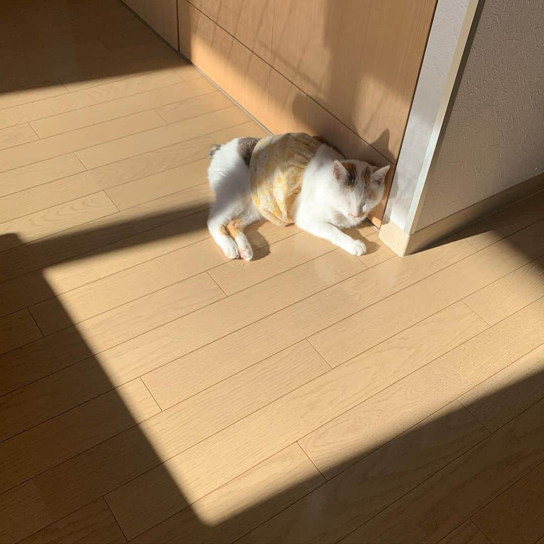 マルのインスタグラム：「🌞おひさまの所にいるみん₍^·͈༝·͈^ฅ  お日様いなくなったら暖房の側にいるみん . . Instagramが変わってから いただいたコメントのお返事が 途中で消えたりして うまくできません…🙇‍♀️ 大丈夫な時もあるんだけど… あとフォローしている方の投稿が 時間づれると 見逃して見られてなかったり… はじめの頃の シンプルがよかったなぁ🥲 けど、進化するのは仕方ないか…😅 . いただいたコメントは いつも楽しくニヤニヤして読んでます。 マルミンのこと、好きでいてくれて ありがとうございます😊 . . #sleep#おうち時間#もふもふ#ねこすたぐらむ#猫との暮らし#cat#ねこ部#みんねこ#ねこのきもち#bestmeow#三毛猫#猫#ふわもこ部#にゃんすたぐらむ#ペコねこ部#癒し#instacat_meow#ねこ」