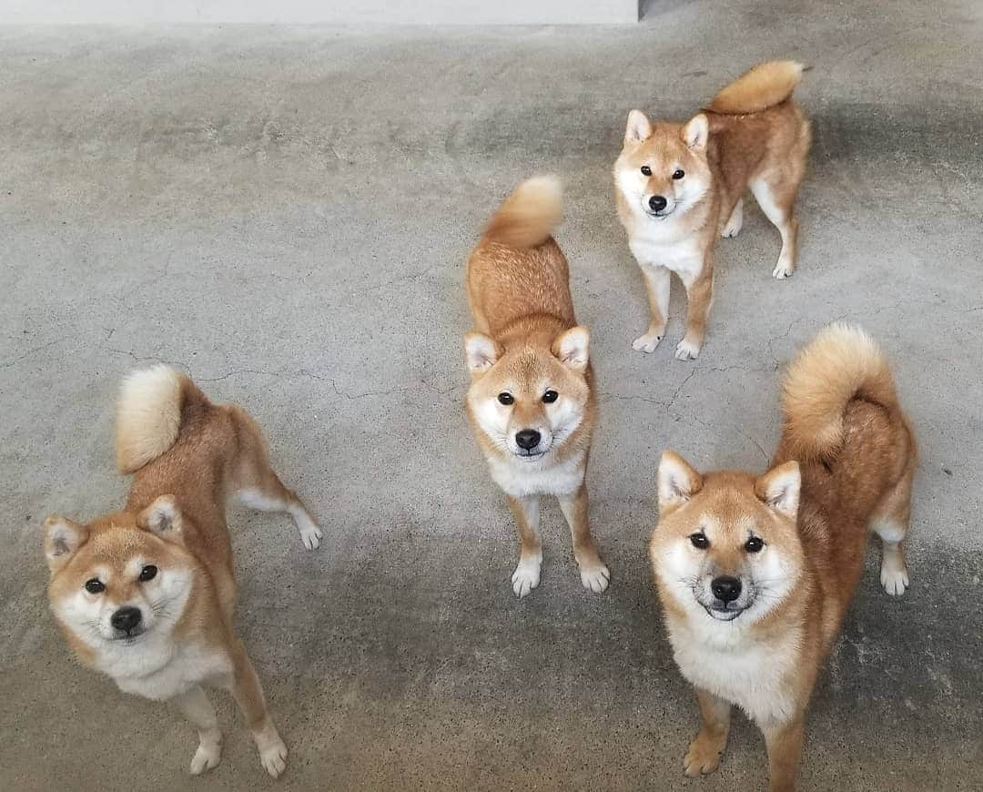 柴犬たま Shibainu Tamaのインスタグラム