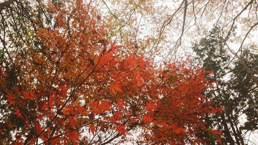 桜花さんのインスタグラム写真 - (桜花Instagram)「こんにちはでございマウンテン🗻🌷  本日もナイスな１日にいたしましょ🌷✨  寒くなってきたので、 暖かくして体調やリズム崩さぬよう、お気をつけくださいませ＼(^^)／  #寒くなってきました #秋  #紅葉  #みなさんあたたかく」12月10日 12時37分 - mountainohka