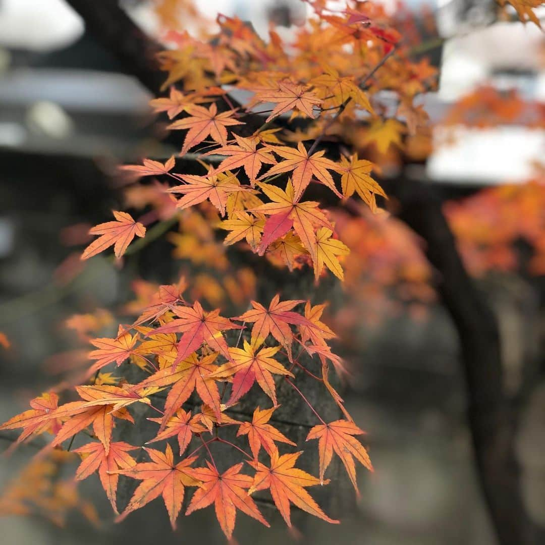 原田喧太さんのインスタグラム写真 - (原田喧太Instagram)「サムハラ神社に参拝。 明後日は岡山のサムハラ神社奥の院へ行こうと思います。  #サムハラ神社   #大阪   #奥の院  #岡山」12月10日 13時05分 - kenta.harada