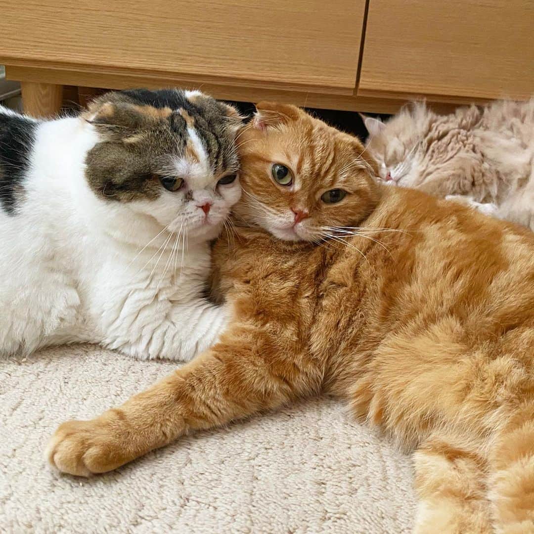Chiyomame ちよまめのインスタグラム：「👫❤️monaka&mikan❤️ 。 姉と弟#もなみかん の #ひっつきまんじゅう  うしろに　まろん🦊🌰 。 #ScottishFold_monaka #ScottishFold_mikan #スコティッシュフォールド #ScottishFold #catsofworld #cat #cats #kitten #kitty #petstagram #petsagram #catoftheday #catsofinstagram #ilovemycat #catoftheday #lovecats #furry#lovekittens #adorable #thedailykitten#姉と弟#もなみかん#ScottishFold_Ｍonaka#お昼寝#仲良し」