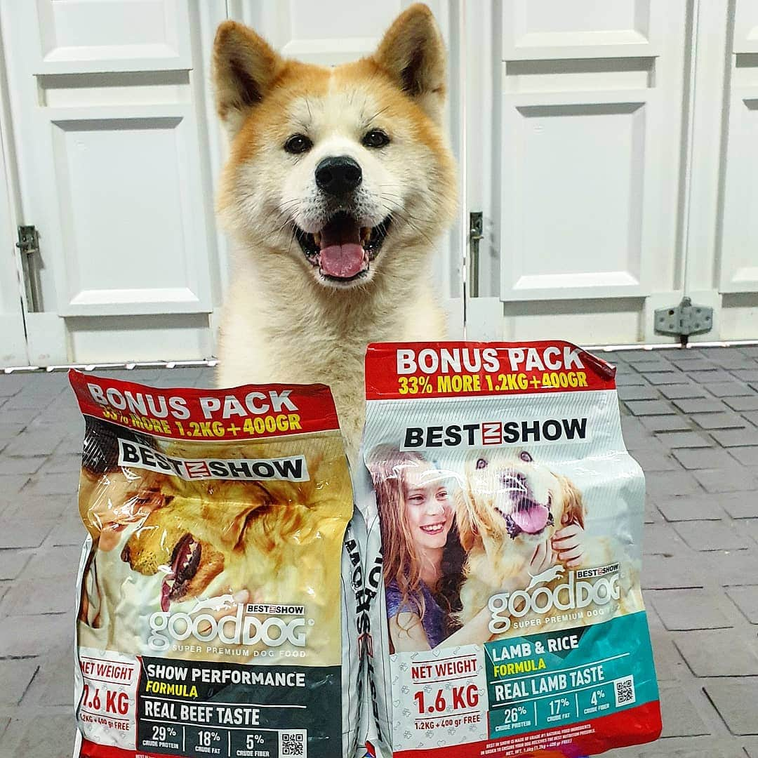 INA. CH KAITO VON JAH SUEDEさんのインスタグラム写真 - (INA. CH KAITO VON JAH SUEDEInstagram)「Sudah cobain Super Premium Dog Food by @bestinshow.id.  Kandungan nutrisi dan gizi terbaik untuk anjing kesayangan kamu. Untuk memaksimalkan tumbuh kembang, kulit dan bulu lebih sehat dan bagus serta membuat oto dan tulang kuat.  Jangan lupa ikuti juga GIVEAWAY nya. Menangkan HP Samsung danf exclusive give lainnya dari @bestinshow.id   Find more @bestinshow.id    @supercatfood_   @eurekaholistic  #bestinshow#gooddog#dogfood#doglovers#petfood#makanananjing」12月10日 13時10分 - akita.kato