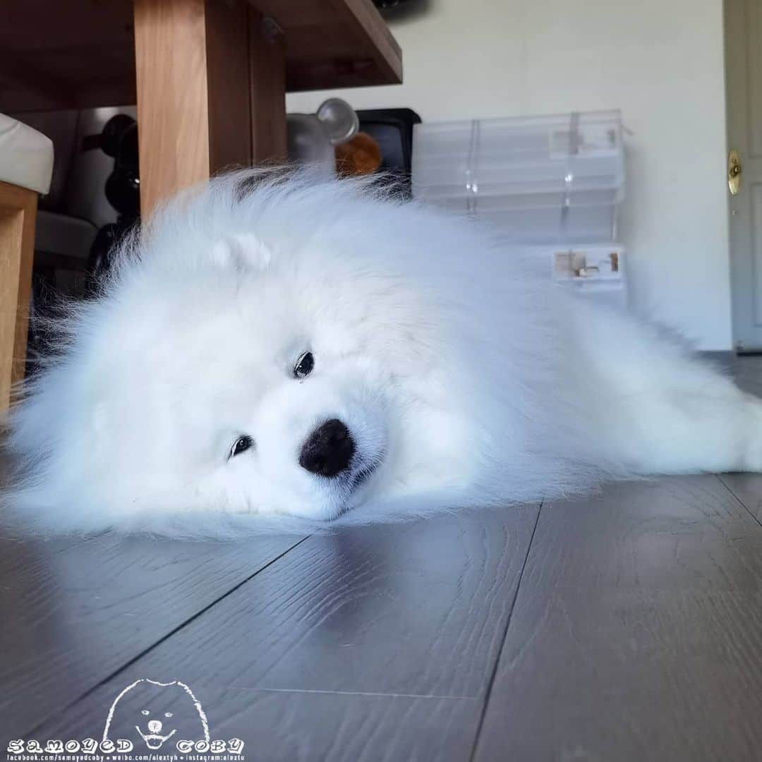 のインスタグラム：「Lazy fluffy ball 😌😌😌 #cute #dog #doglover #dogsofinstagram #dogoftheday #dogofthedayjp #dogstagram #fluffy #hkig #hongkong #ilovemydog #instadog #instagood #instamood #instagraphy #instapic #samoyedoninstagram #pet #petlovers #petsofinstagram #petstagram #photooftheday #puppy #pupsofinstagram #samoyed #samoyedsofinstagram #webstagram #犬 #サモエド」
