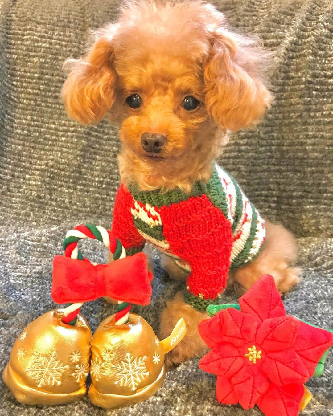 toshiyaotsuboさんのインスタグラム写真 - (toshiyaotsuboInstagram)「そろそろクリスマスシーズン🎄 今回の @doggybox_jp のおもちゃもクリスマス仕様👍 数あるクリスマスニットから合わせたのはこれでした🐶😉 #doggybox #ドギボ#プードル#トイプードル#ティーカッププードル#犬#poodle#teacuppoodle#toypoodle#dog#dogstagram#instadog#푸들#caniche#Pudel#貴婦狗#animalsco」12月10日 13時40分 - toshiyaotsubo