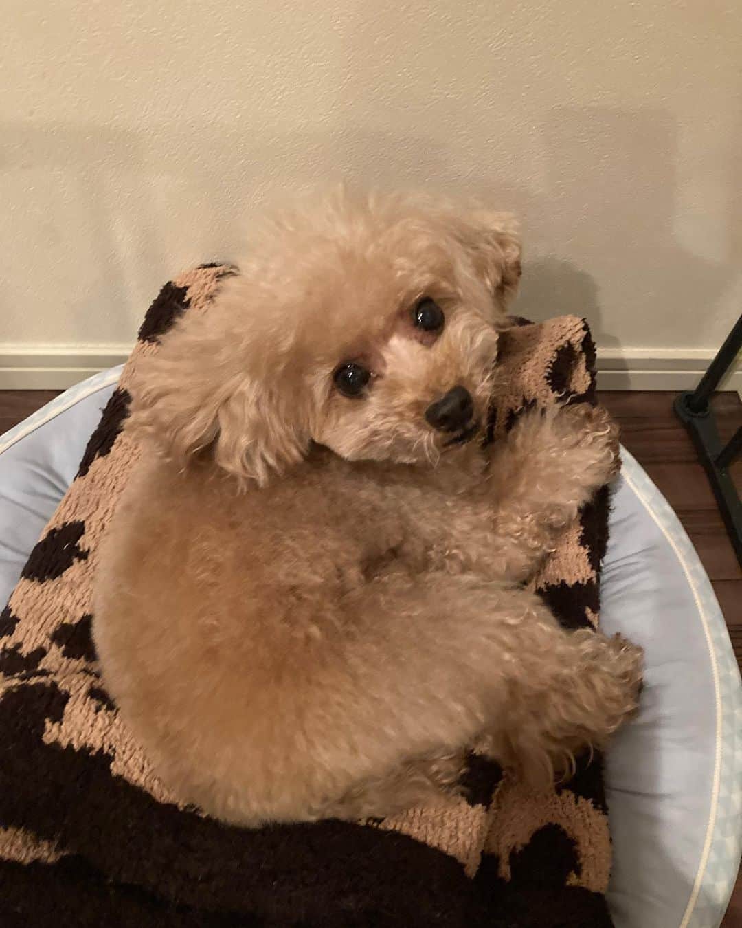 板野成美のインスタグラム：「わんっ🐶」