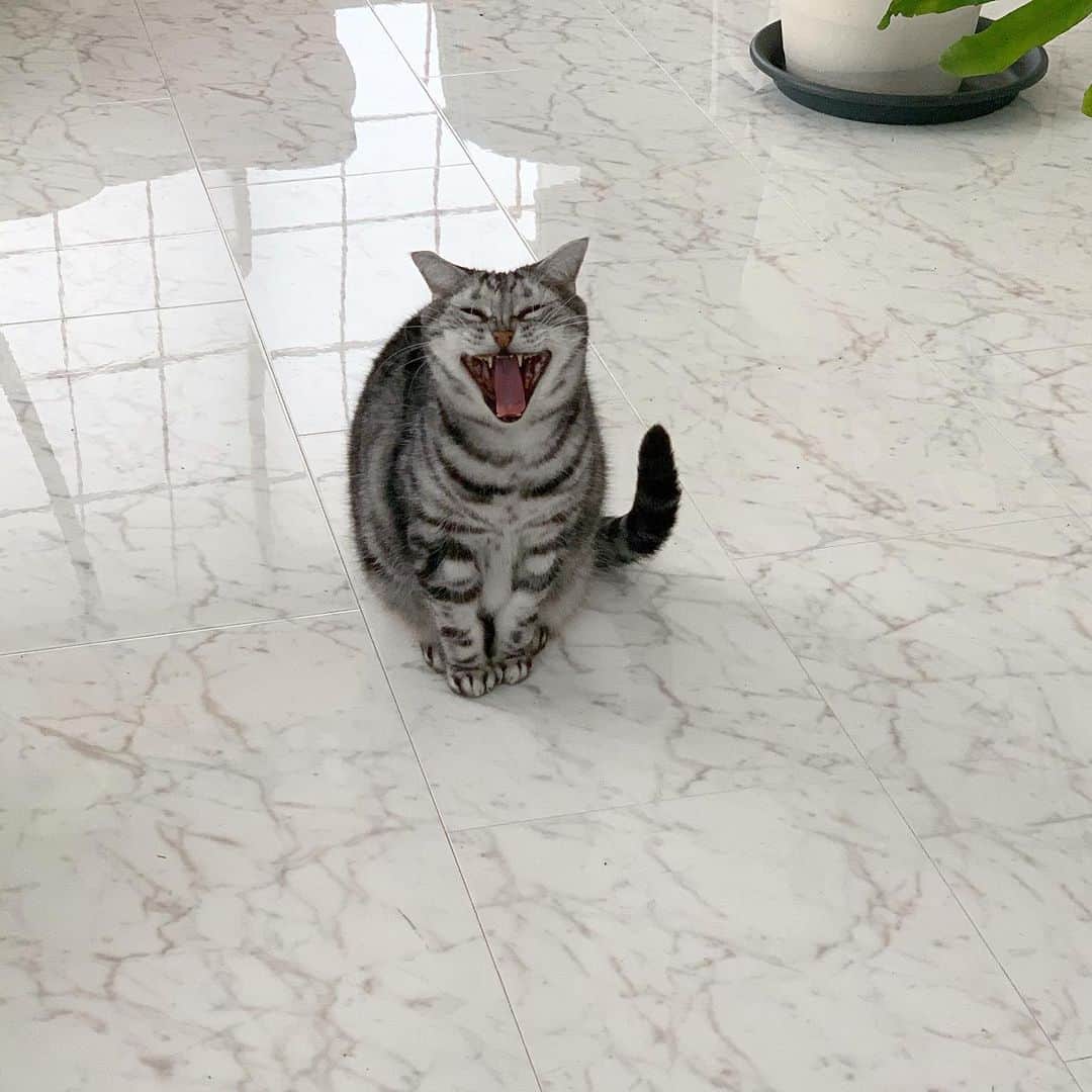 池田愛のインスタグラム：「🥱」