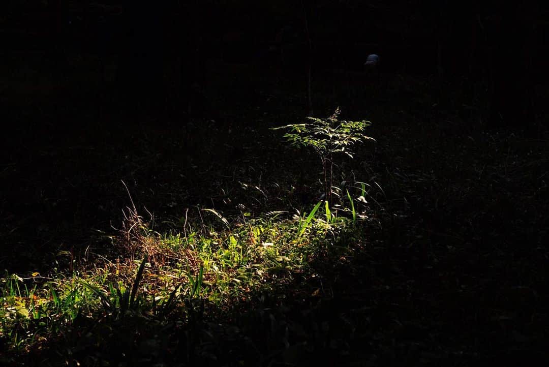 いぶくろ聖志さんのインスタグラム写真 - (いぶくろ聖志Instagram)「光の通り道と森の始め  #camera #japan #a7iii」12月10日 14時16分 - b.smpl