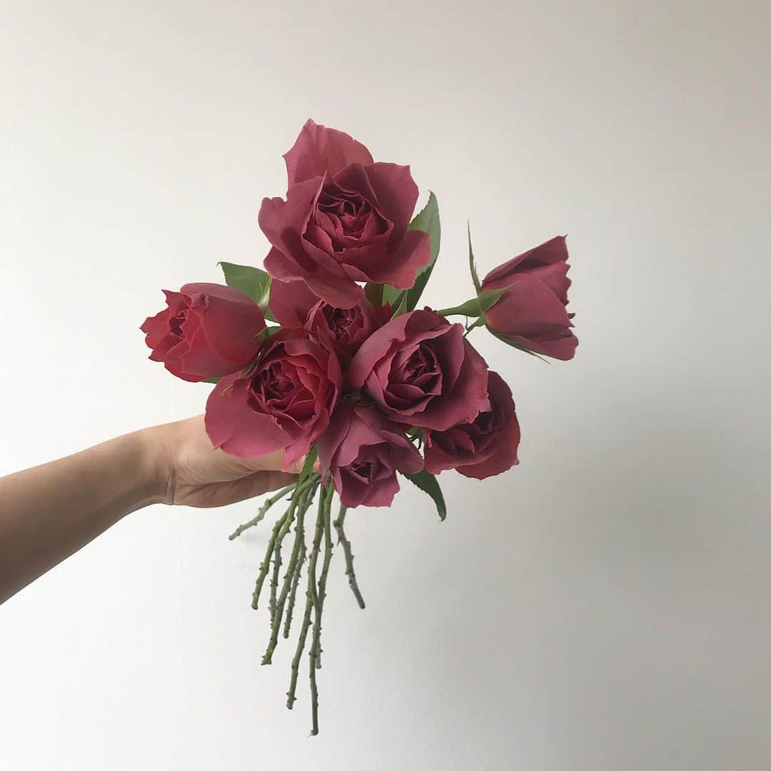 플로리스트 이주연 florist Lee Ju Yeonさんのインスタグラム写真 - (플로리스트 이주연 florist Lee Ju YeonInstagram)「. . 빈티지레드중 가장 예쁜 블랙티 장미 🖤 늘 예쁜꽃 베라씨네 @flor_stuff_official  . #블랙티장미 #장미 #rose . 订花 WeChat ID vaness_flower 페이팔 결제 가능  클래스상시모집 당일꽃주문가능 . #수업문의 #주문예약 #lesson #Order  Katalk ID vaness52 WeChat ID vaness_flower E-mail vanessflower@naver.com . 서초구 양재천로 123 5층 📞02-545-6813 . #vanessflower #florist #flowershop #handtied #flowerlesson #花束 #바네스플라워 #플로리스트 #꽃다발 #부케 #플로리스트학원 #플라워레슨 #양재동꽃집 #양재역꽃집 #꽃다발주문 #꽃수업 #꽃주문  #대관 #공간대여 #스튜디오대관 #자연광스튜디오 #자연광스튜디오대관 #스튜디오」12月10日 14時27分 - vanessflower