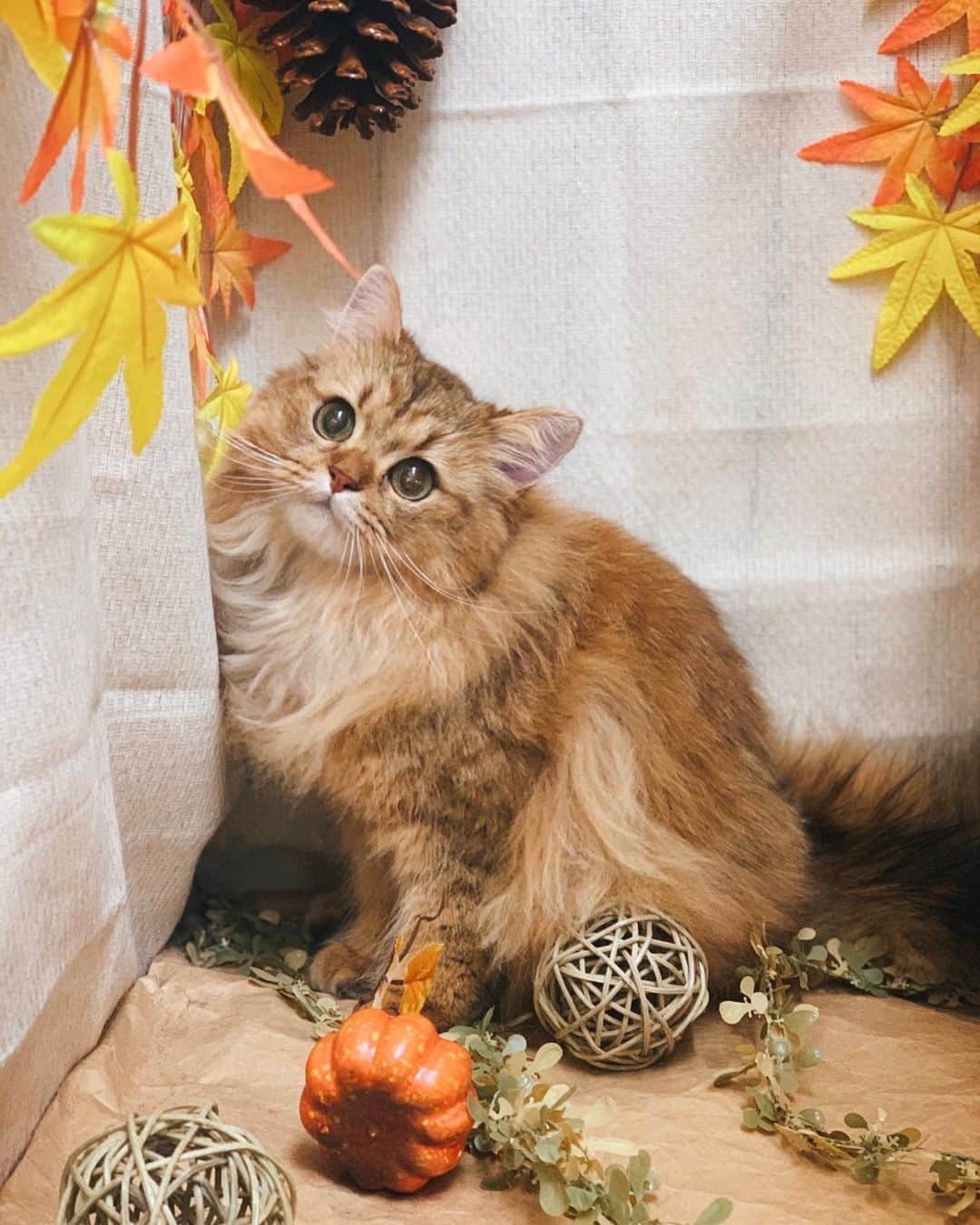 ソフィア・グリーンウッドさんのインスタグラム (ソフィア・グリーンウッドsophichan)