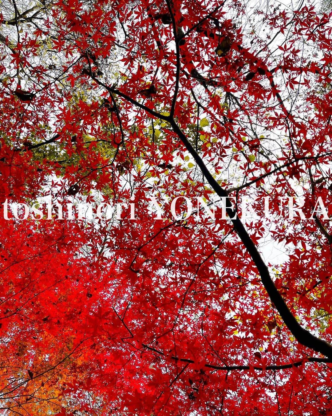 米倉利紀さんのインスタグラム写真 - (米倉利紀Instagram)「🍁」12月10日 14時39分 - toshi_yonekura