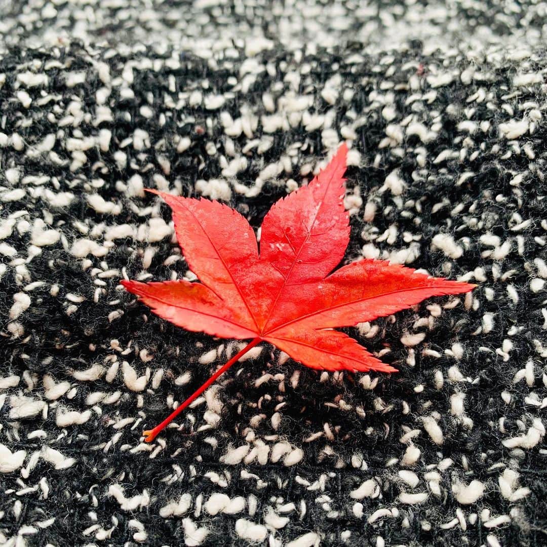 吉田玲奈さんのインスタグラム写真 - (吉田玲奈Instagram)「🍁🍁🍁 いつかの萌えるような紅葉に釘付け🍁  #美しい風景  #美しい紅葉 #秋から冬へ  #紅葉 #四季のある日本」12月10日 14時49分 - reina.yoshida.ciel.1218