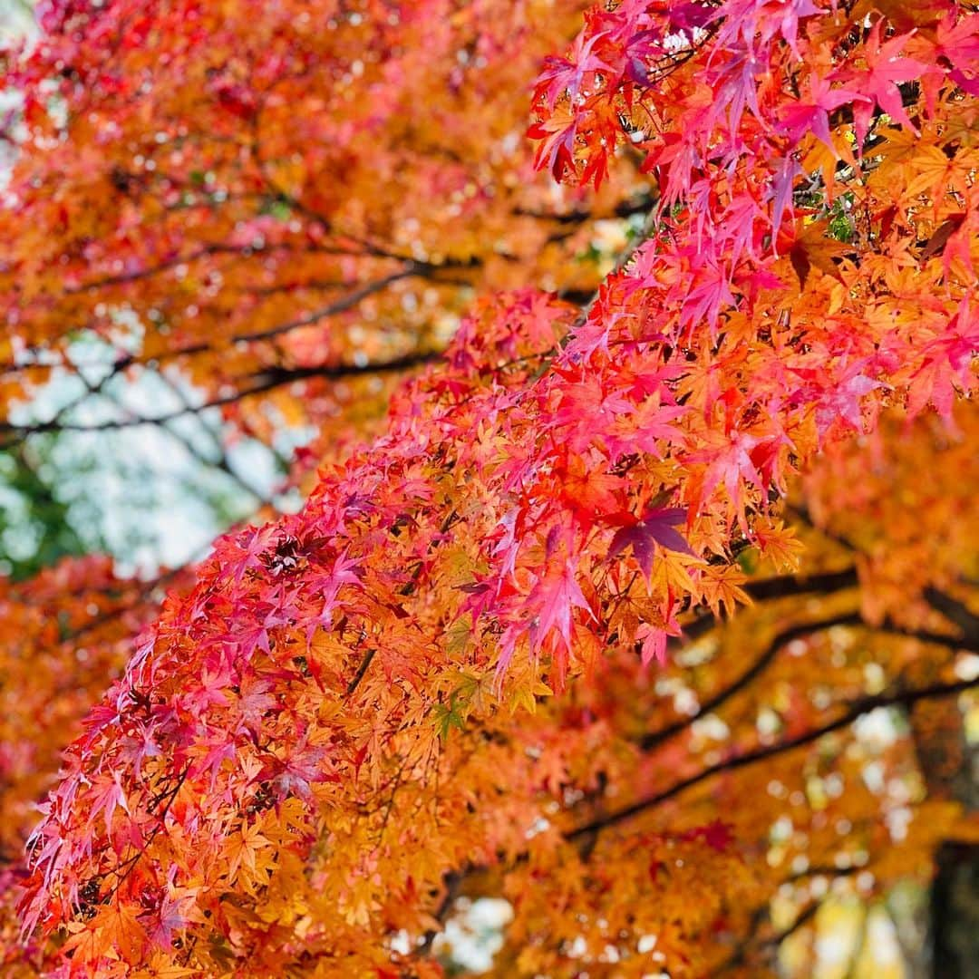 吉田玲奈さんのインスタグラム写真 - (吉田玲奈Instagram)「🍁🍁🍁 いつかの萌えるような紅葉に釘付け🍁  #美しい風景  #美しい紅葉 #秋から冬へ  #紅葉 #四季のある日本」12月10日 14時49分 - reina.yoshida.ciel.1218