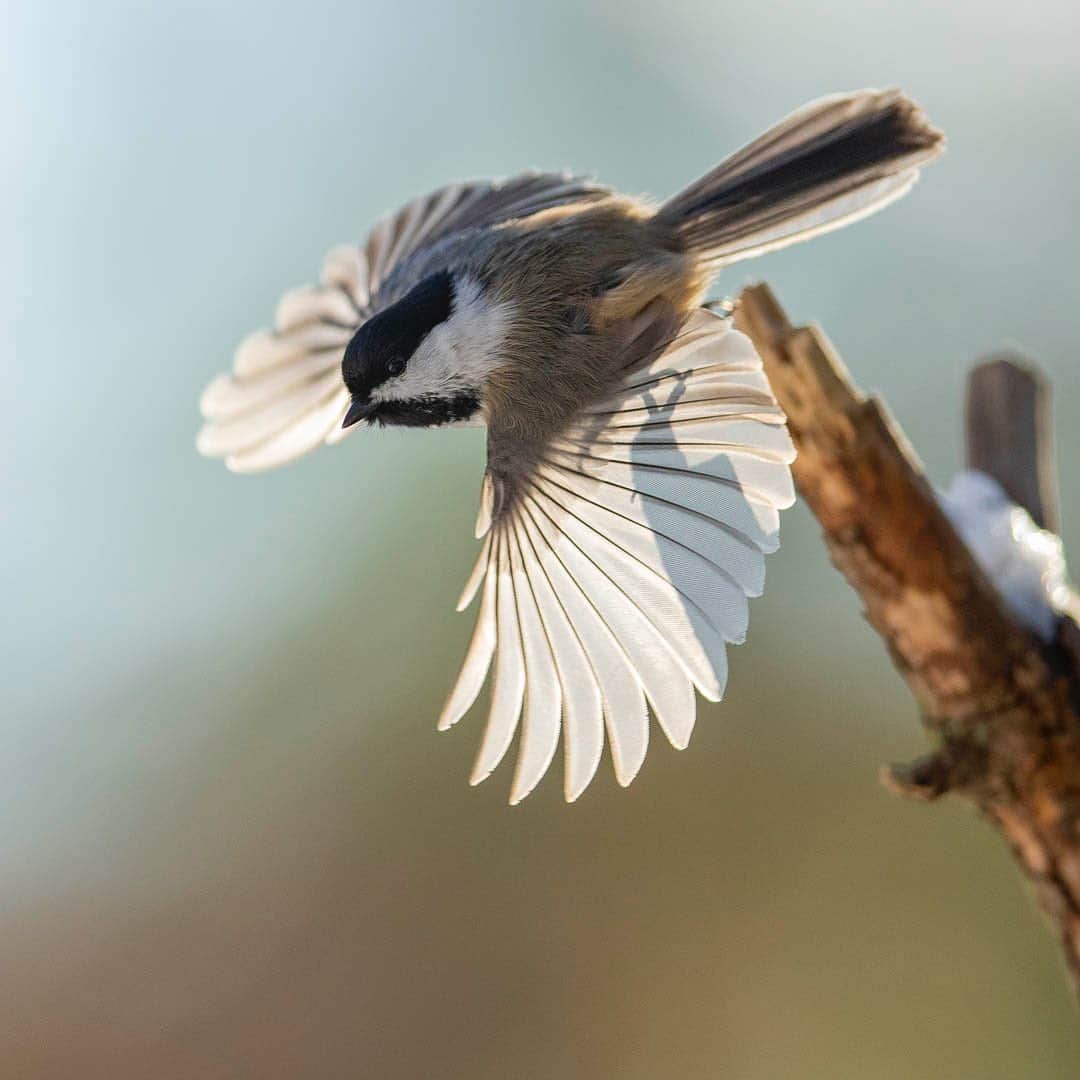 Tim Lamanさんのインスタグラム写真 - (Tim LamanInstagram)「Photos by @TimLaman.  Black-capped Chickadee take off!  I’ve been out shooting my backyard birds some more this week after we had some fresh snow.  Always trying to come up with something new!  Pretty happy with this one.  How did I freeze the chickadee?  1/8000 sec, f2.8, ISO800, Canon 400mm f2.8 lens, Canon 1DXII.  But the harder part, how did I get it in focus?  Stay tuned here @timlaman and I’ll share some of my #TL_WildlifePhotoTips over the next couple days. - Meanwhile, if you are looking for a holiday gift for a bird or nature lover, take a look at my book store at link in Bio.  Holiday deal is on: buy two books, get the Birds-of-Paradise coloring book free just by asking for it in the comments when you checkout.  www.timlamanfinart.com/books. - #chickadee #birds #nature #wildlife #wildlifephotography #newengland」12月11日 1時00分 - timlaman