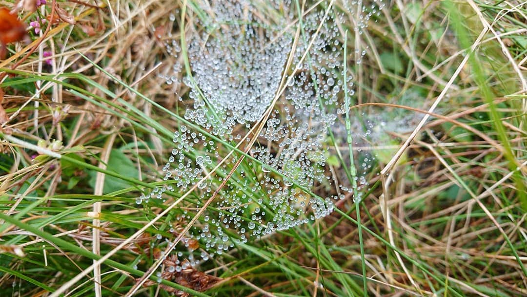 桜花さんのインスタグラム写真 - (桜花Instagram)「クモの巣に雨のしずく🍀 キラキラきれいです✨  クモの巣きれいで おどろクモん。  明日もナイスな１日にいたしましょ🌷✨みなさん素敵な夢を。。 おやすみなさい🍀   #キラキラ  #クモの巣  #パール  #しずく #自然の恵み #自然の宝石」12月11日 1時00分 - mountainohka