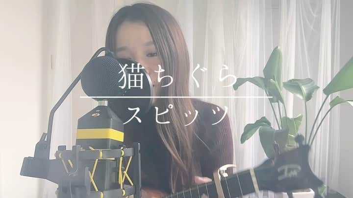 fumikaのインスタグラム：「猫ちぐら / スピッツ﻿ ﻿ 安定の木曜日。﻿ 言の葉の追求。﻿ ﻿ YouTube ukuleleアカウントに﻿ コード付きでフルを💛﻿ ﻿ #ukulele #ウクレレ #安定の木曜日﻿ #名曲 #cover #カバー #弾き語り﻿ #猫ちぐら #スピッツ ﻿ #シンプルコード #コード ﻿ #簡単 #ウクレレ女子 #youtube ﻿ #fumicover #洋楽 #邦楽 #music ﻿ #リクエスト受け付け中 #singasong﻿ ﻿」