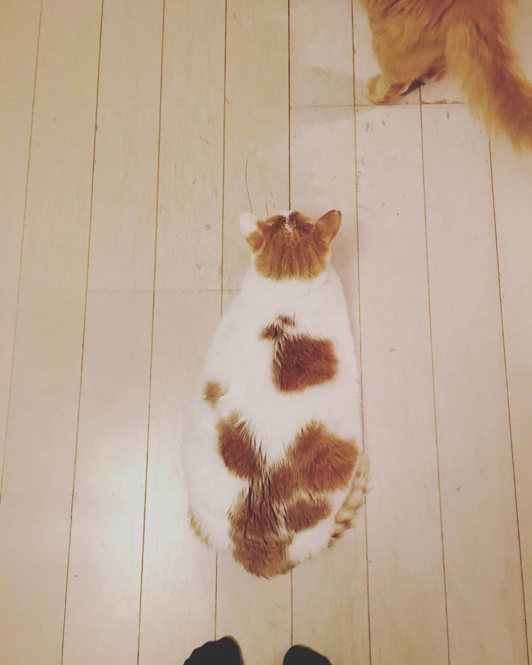 猫沢エミさんのインスタグラム写真 - (猫沢エミInstagram)「イオちゃんの五平餅化について。  猫は餅。いかようにも形を変える。  その変化は猫自身の心情、求める人のリクエストに応じるフレキシビリティーによって決まる。  #猫沢イオ　#味噌がまだらなのも彼女自身の意思です」12月11日 1時31分 - necozawaemi